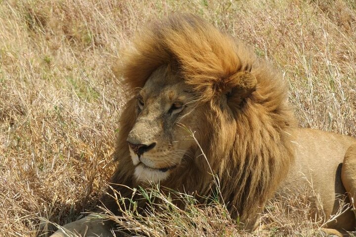 Experimente uma aventura de safari em grupo de 3 dias na Reserva Nacional Maasai Mara do Quénia, com observação de vida selvagem e encontros culturais, foto 10 | wizardtrip