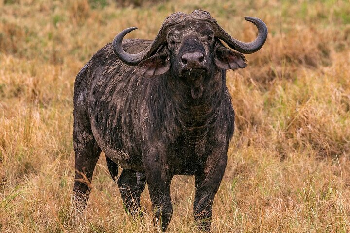 Experimente uma aventura de safari em grupo de 3 dias na Reserva Nacional Maasai Mara do Quénia, com observação de vida selvagem e encontros culturais, foto 15 | wizardtrip