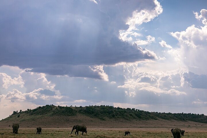 Experimente uma aventura de safari em grupo de 3 dias na Reserva Nacional Maasai Mara do Quénia, com observação de vida selvagem e encontros culturais, foto 16 | wizardtrip