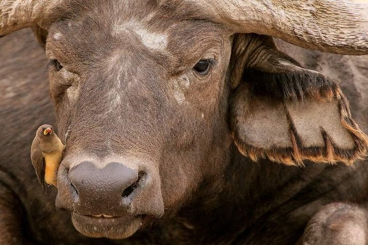 Experimente uma aventura de safari em grupo de 3 dias na Reserva Nacional Maasai Mara do Quénia, com observação de vida selvagem e encontros culturais, foto 17 | wizardtrip