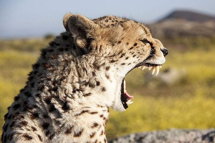 Experimente uma aventura de safari em grupo de 3 dias na Reserva Nacional Maasai Mara do Quénia, com observação de vida selvagem e encontros culturais, foto 18 | wizardtrip