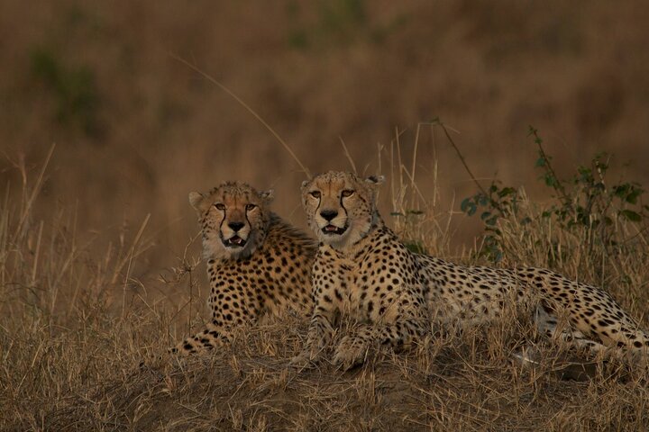 Experimente uma aventura de safari em grupo de 3 dias na Reserva Nacional Maasai Mara do Quénia, com observação de vida selvagem e encontros culturais, foto 19 | wizardtrip