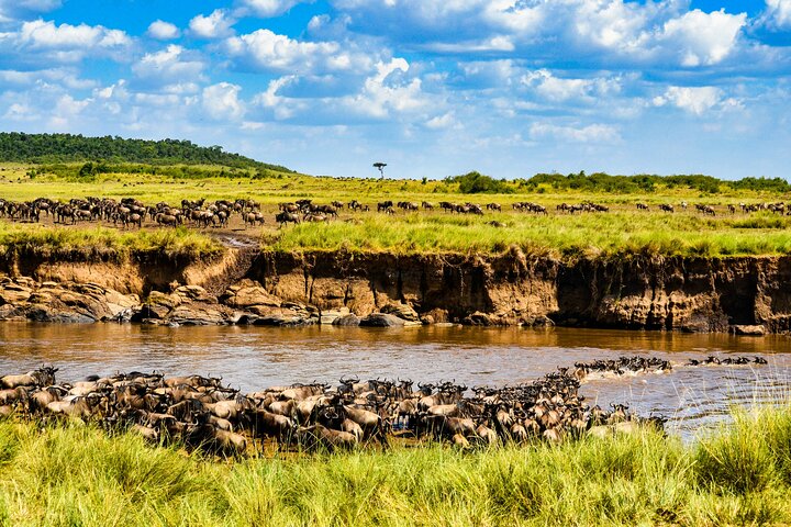 Experimente uma aventura de safari em grupo de 3 dias na Reserva Nacional Maasai Mara do Quénia, com observação de vida selvagem e encontros culturais, foto 20 | wizardtrip