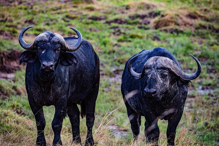 Experimente uma aventura de safari em grupo de 3 dias na Reserva Nacional Maasai Mara do Quénia, com observação de vida selvagem e encontros culturais, foto 24 | wizardtrip