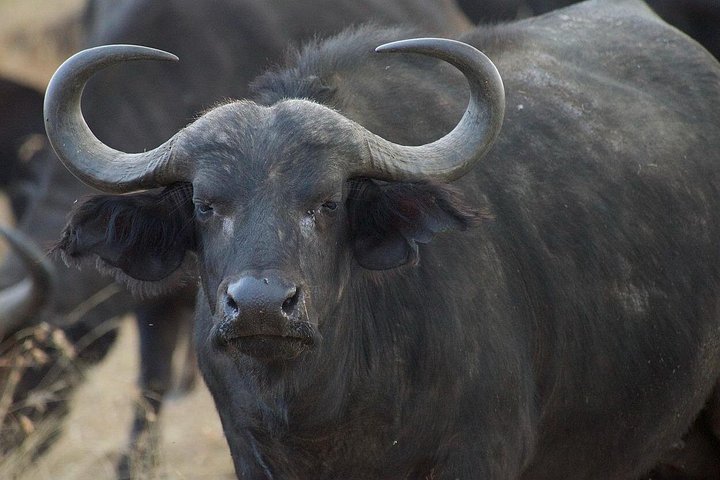 Experimente uma aventura de safari em grupo de 3 dias na Reserva Nacional Maasai Mara do Quénia, com observação de vida selvagem e encontros culturais, foto 25 | wizardtrip