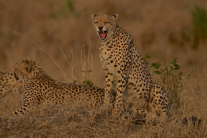 Experimente uma aventura de safari em grupo de 3 dias na Reserva Nacional Maasai Mara do Quénia, com observação de vida selvagem e encontros culturais, foto 26 | wizardtrip