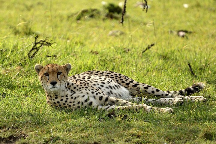 Experimente uma aventura de safari em grupo de 3 dias na Reserva Nacional Maasai Mara do Quénia, com observação de vida selvagem e encontros culturais, foto 27 | wizardtrip