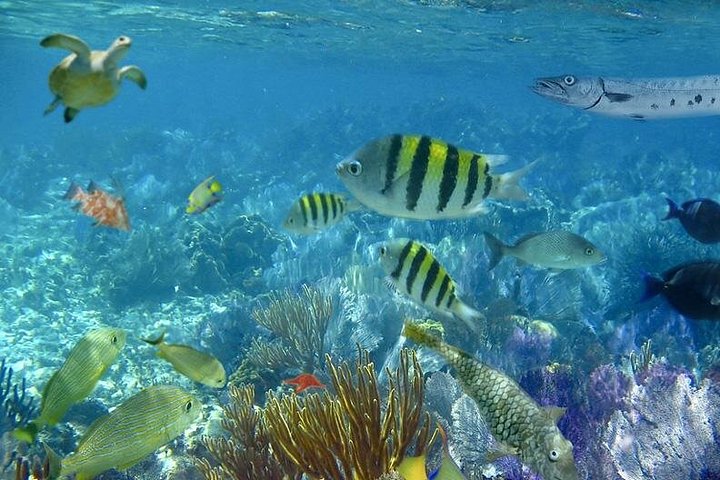 Passeio de catamarã com snorkel para a Ilha de Culebra, Porto Rico, com praias, recifes e atividades aquáticas, foto 9 | wizardtrip