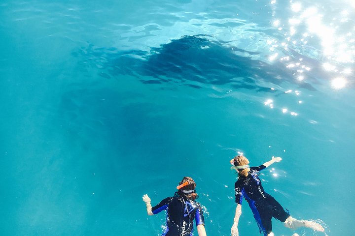 Passeio de barco de dia inteiro explorando K'gari (Fraser Island) com observação de vida selvagem e atividades aquáticas, foto 11 | wizardtrip