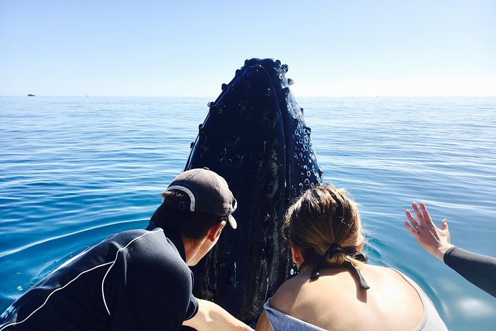 Passeio de barco de dia inteiro explorando K'gari (Fraser Island) com observação de vida selvagem e atividades aquáticas, foto 13 | wizardtrip