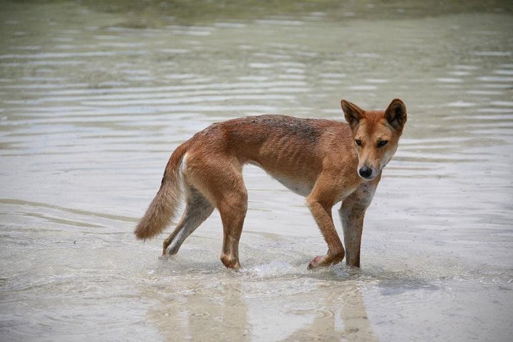 Passeio de barco de dia inteiro explorando K'gari (Fraser Island) com observação de vida selvagem e atividades aquáticas, foto 14 | wizardtrip
