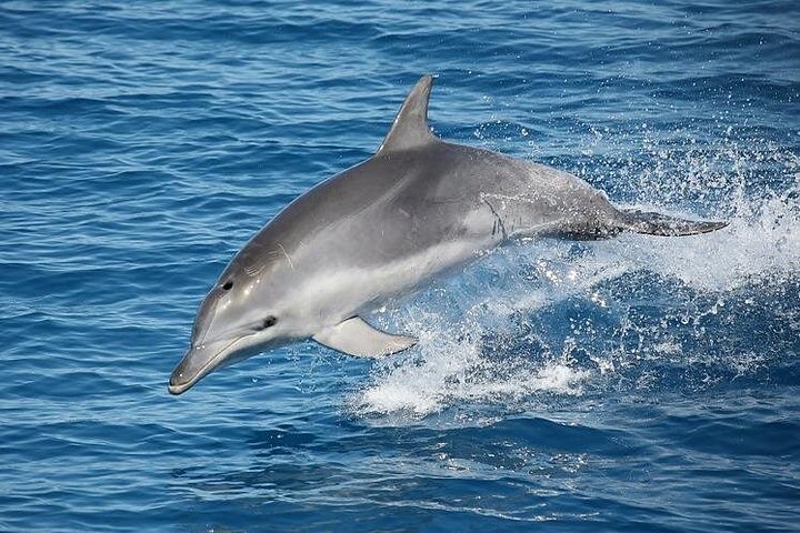 Passeio de barco de dia inteiro explorando K'gari (Fraser Island) com observação de vida selvagem e atividades aquáticas, foto 15 | wizardtrip