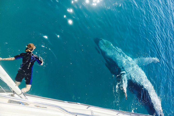 Passeio de barco de dia inteiro explorando K'gari (Fraser Island) com observação de vida selvagem e atividades aquáticas, foto 17 | wizardtrip