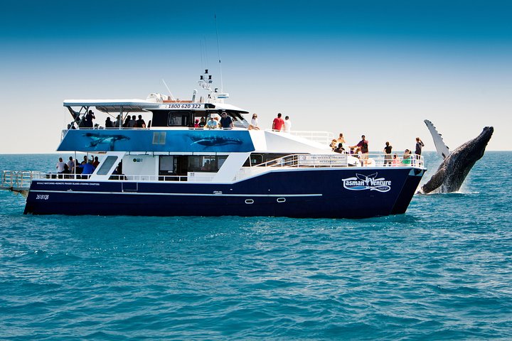 Hervey Bay Walbeobachtungstour | wizardtrip