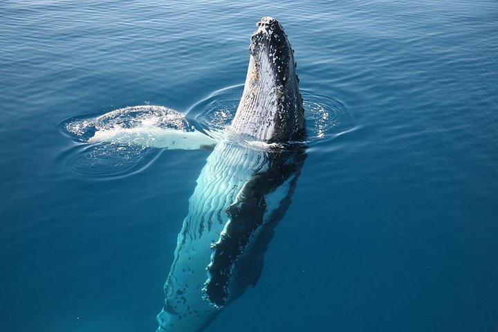 Walbeobachtungskatamaran-Kreuzfahrt in Hervey Bay, Australien, mit Buckelwalen, Foto 6 | wizardtrip