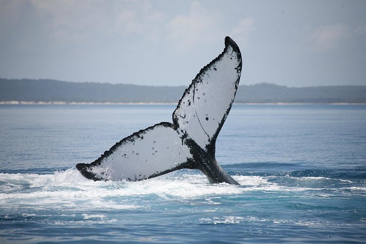 Walbeobachtungskatamaran-Kreuzfahrt in Hervey Bay, Australien, mit Buckelwalen, Foto 7 | wizardtrip