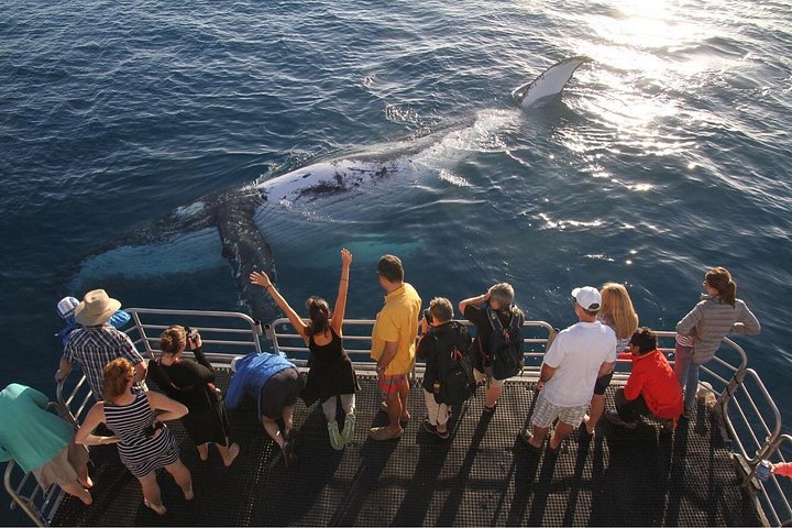 Walbeobachtungskatamaran-Kreuzfahrt in Hervey Bay, Australien, mit Buckelwalen, Foto 8 | wizardtrip