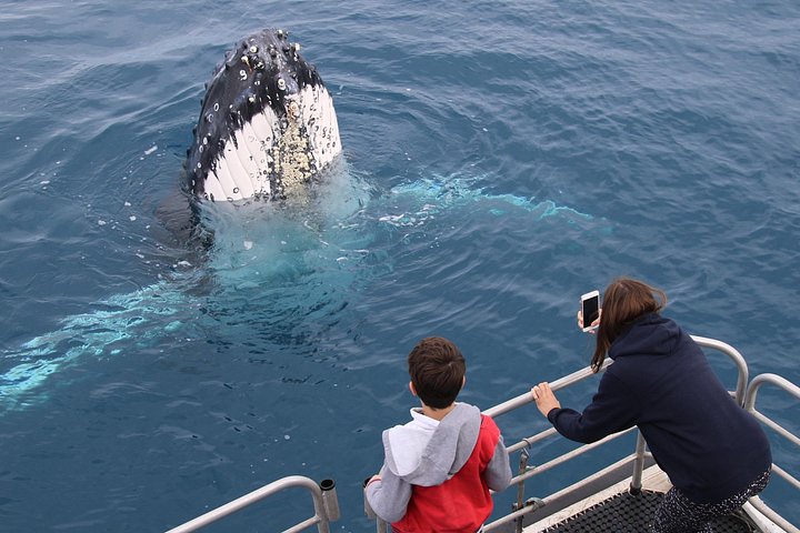Walbeobachtungskatamaran-Kreuzfahrt in Hervey Bay, Australien, mit Buckelwalen, Foto 9 | wizardtrip