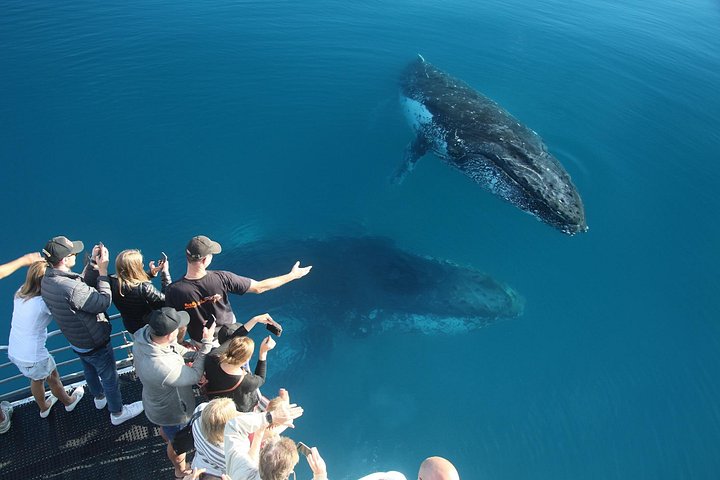 Walbeobachtungskatamaran-Kreuzfahrt in Hervey Bay, Australien, mit Buckelwalen, Foto 10 | wizardtrip