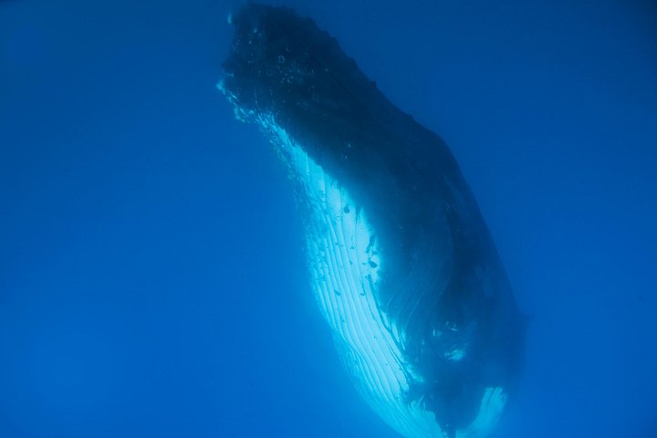 Walbeobachtungskatamaran-Kreuzfahrt in Hervey Bay, Australien, mit Buckelwalen, Foto 11 | wizardtrip