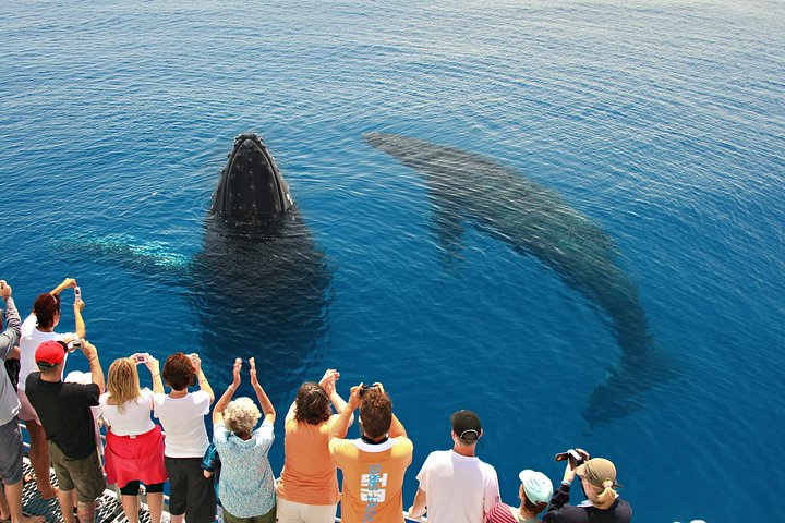 Walbeobachtungskatamaran-Kreuzfahrt in Hervey Bay, Australien, mit Buckelwalen, Foto 12 | wizardtrip