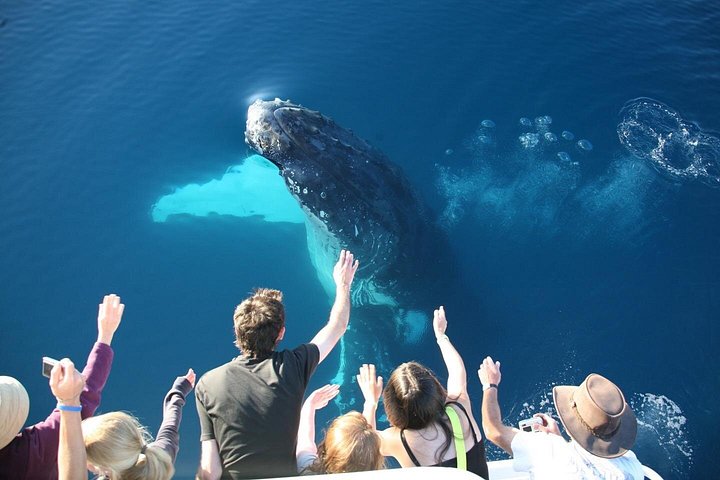 Walbeobachtungskatamaran-Kreuzfahrt in Hervey Bay, Australien, mit Buckelwalen, Foto 13 | wizardtrip