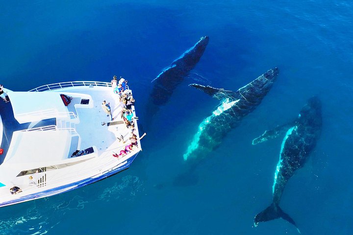 Walbeobachtungskatamaran-Kreuzfahrt in Hervey Bay, Australien, mit Buckelwalen, Foto 14 | wizardtrip