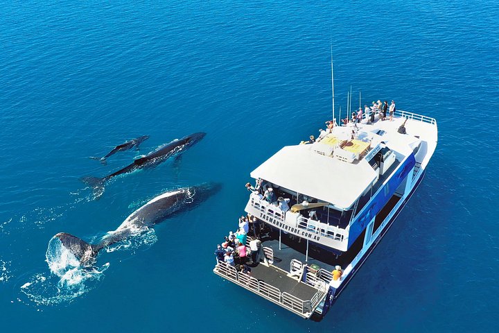 Walbeobachtungskatamaran-Kreuzfahrt in Hervey Bay, Australien, mit Buckelwalen, Foto 15 | wizardtrip