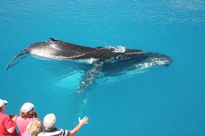 Walbeobachtungskatamaran-Kreuzfahrt in Hervey Bay, Australien, mit Buckelwalen, Foto 16 | wizardtrip