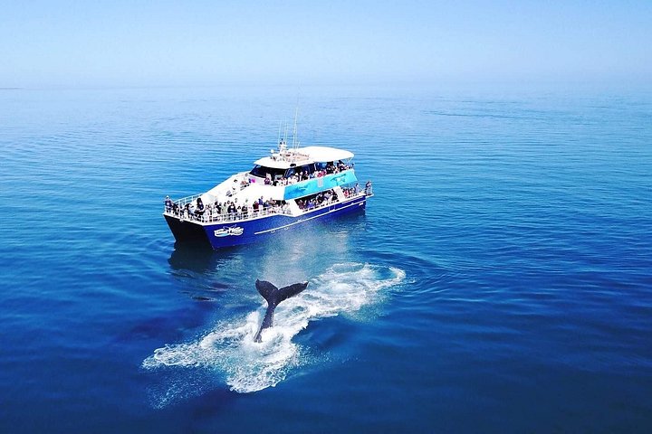 Walbeobachtungskatamaran-Kreuzfahrt in Hervey Bay, Australien, mit Buckelwalen, Foto 17 | wizardtrip