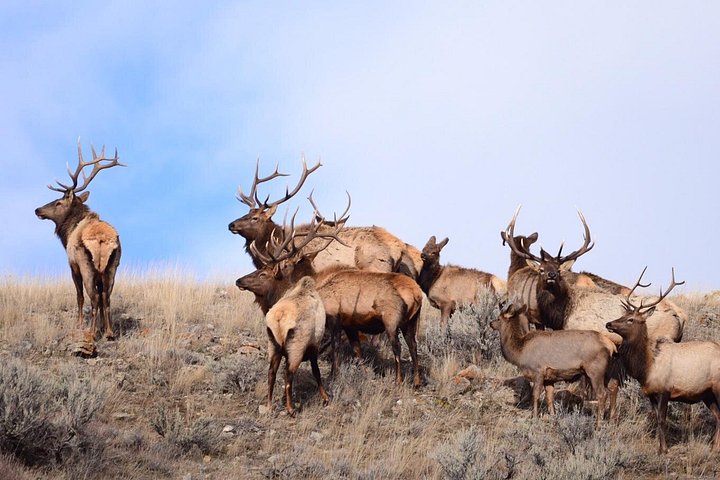 Aventura de safari de vida selvagem no Parque Nacional de Grand Teton, EUA, foto 6 | wizardtrip