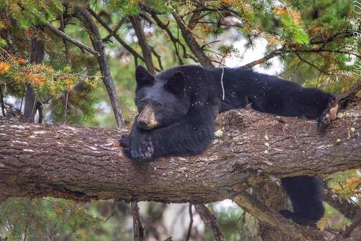 Aventura de safari de vida selvagem no Parque Nacional de Grand Teton, EUA, foto 11 | wizardtrip