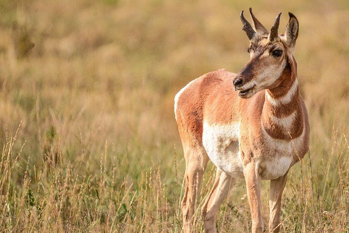 Aventura de safari de vida selvagem no Parque Nacional de Grand Teton, EUA, foto 13 | wizardtrip
