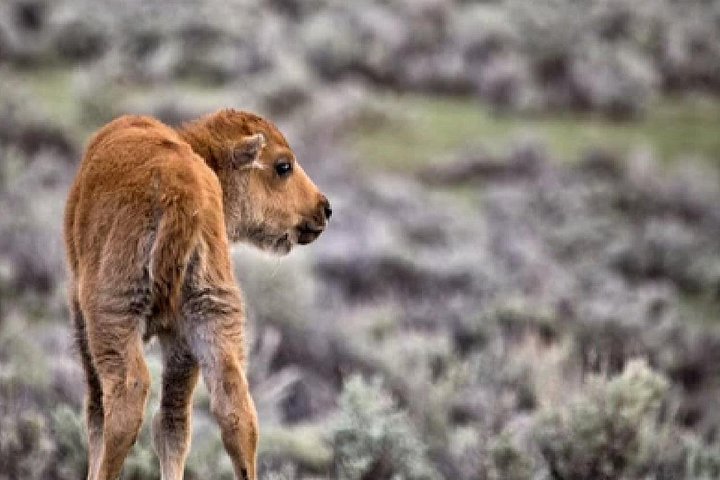 Aventura de safari de vida selvagem no Parque Nacional de Grand Teton, EUA, foto 14 | wizardtrip