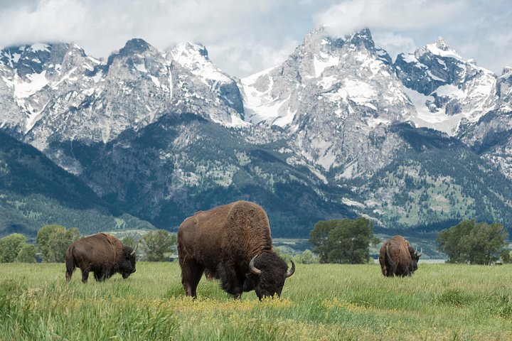 Aventura de safari de vida selvagem no Parque Nacional de Grand Teton, EUA, foto 15 | wizardtrip