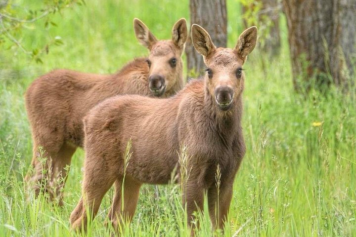 Aventura de safari de vida selvagem no Parque Nacional de Grand Teton, EUA, foto 16 | wizardtrip