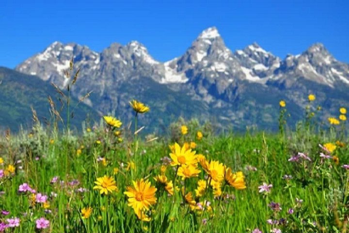 Aventura de safari de vida selvagem no Parque Nacional de Grand Teton, EUA, foto 19 | wizardtrip