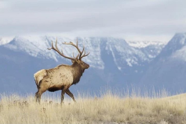 Aventura de safari de vida selvagem no Parque Nacional de Grand Teton, EUA, foto 20 | wizardtrip