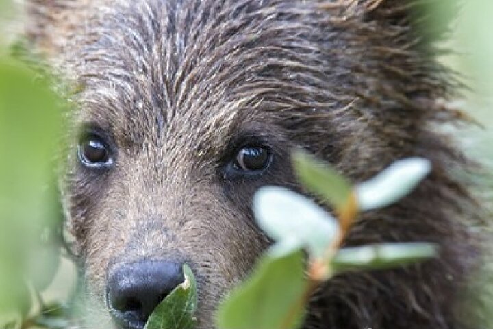 Aventura de safari de vida selvagem no Parque Nacional de Grand Teton, EUA, foto 22 | wizardtrip