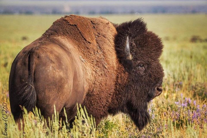 Aventura de safari de vida selvagem no Parque Nacional de Grand Teton, EUA, foto 23 | wizardtrip