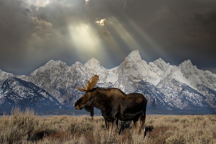 Aventura de safari de vida selvagem no Parque Nacional de Grand Teton, EUA, foto 24 | wizardtrip