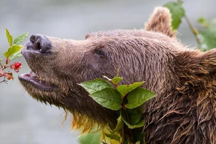 Aventura de safari de vida selvagem no Parque Nacional de Grand Teton, EUA, foto 25 | wizardtrip