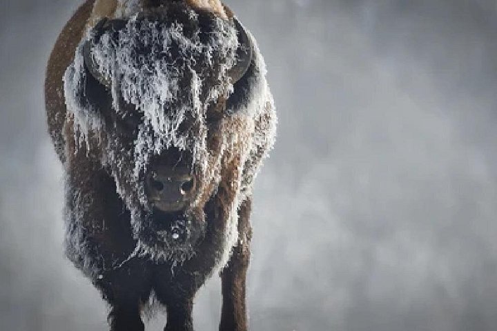 Aventura de safari de vida selvagem no Parque Nacional de Grand Teton, EUA, foto 27 | wizardtrip