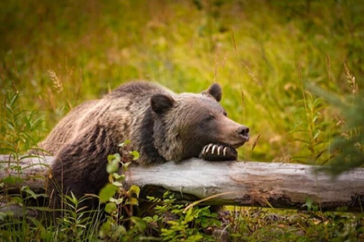 Aventura de safari de vida selvagem no Parque Nacional de Grand Teton, EUA, foto 28 | wizardtrip