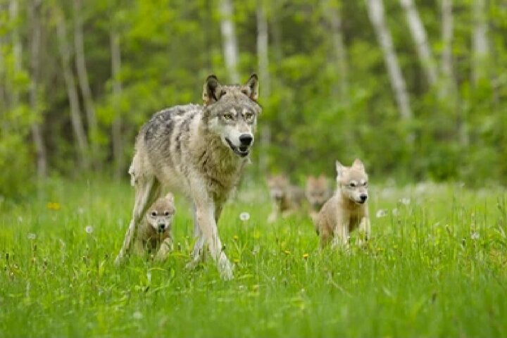 Aventura de safari de vida selvagem no Parque Nacional de Grand Teton, EUA, foto 31 | wizardtrip