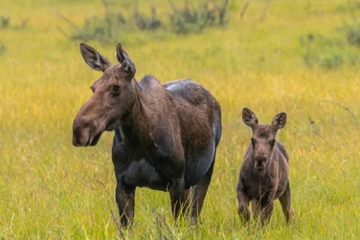 Aventura de safari de vida selvagem no Parque Nacional de Grand Teton, EUA, foto 33 | wizardtrip
