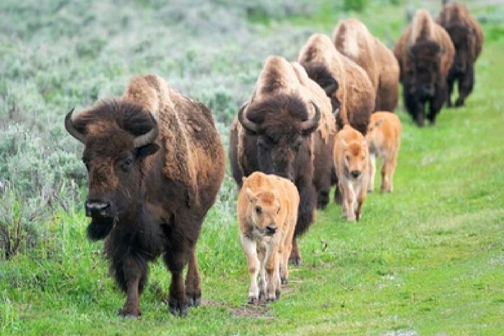 Aventura de safari de vida selvagem no Parque Nacional de Grand Teton, EUA, foto 34 | wizardtrip