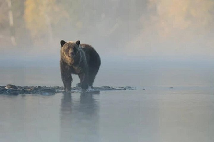 Aventura de safari de vida selvagem no Parque Nacional de Grand Teton, EUA, foto 35 | wizardtrip