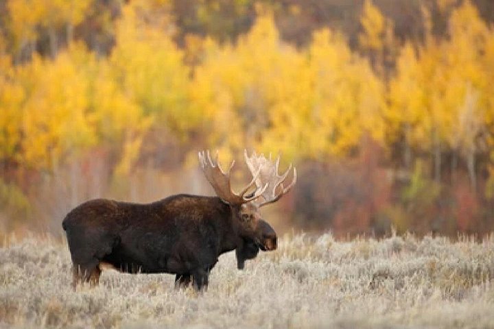 Aventura de safari de vida selvagem no Parque Nacional de Grand Teton, EUA, foto 36 | wizardtrip