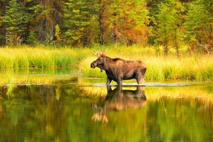 Aventura de safari de vida selvagem no Parque Nacional de Grand Teton, EUA, foto 40 | wizardtrip